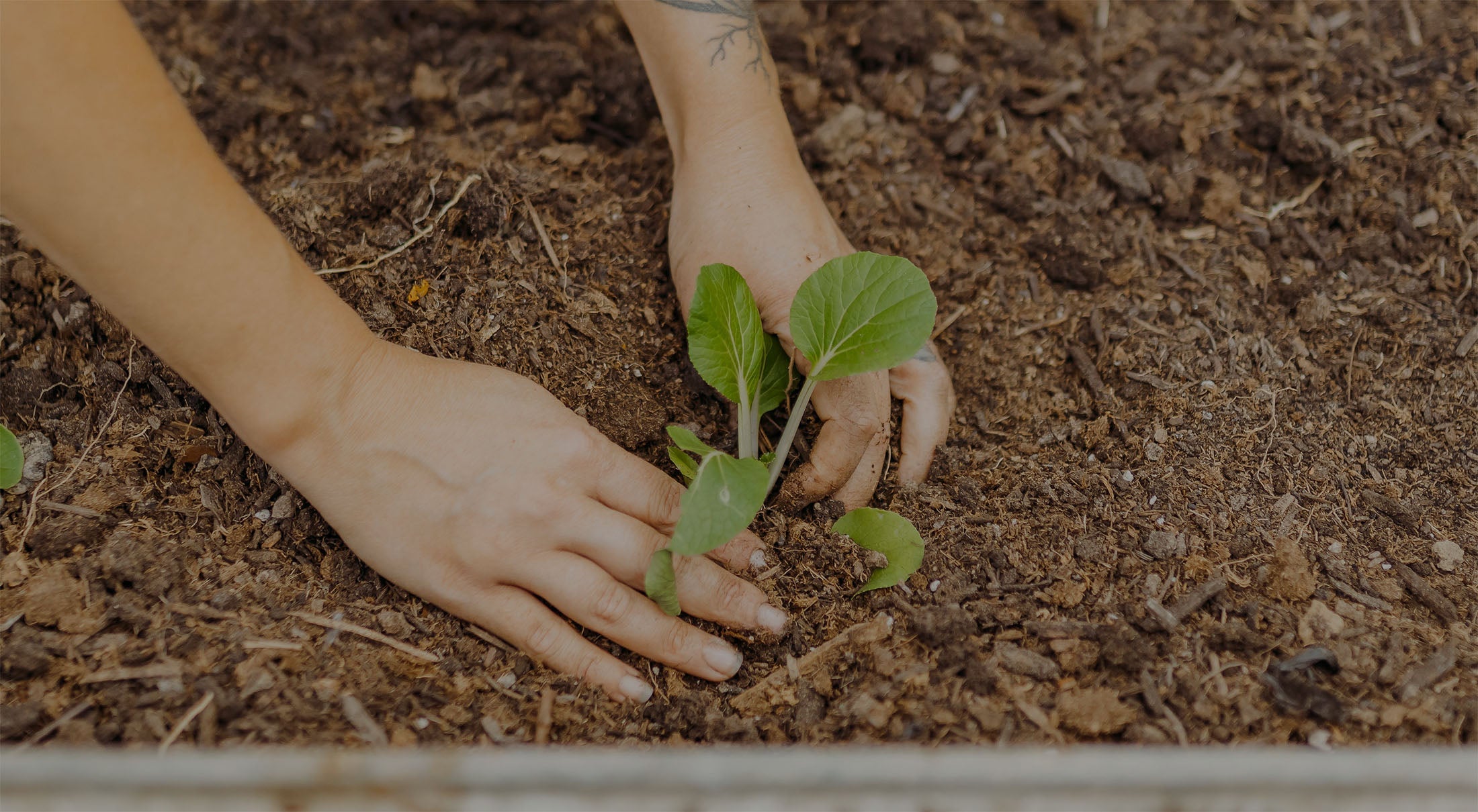Hands planting a seedling