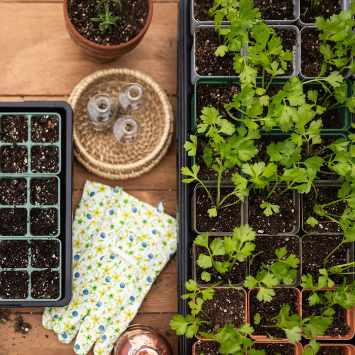 homesteader bundle on table planted with celery
