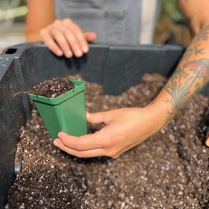 Whispering Willow Farm's Jill Ragan holding custom color pot in greenhouse over tub of dirt
