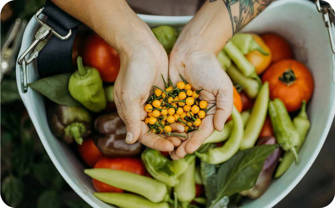 Hands holding tiny yellow peppers with a bowl of vegetables in the background