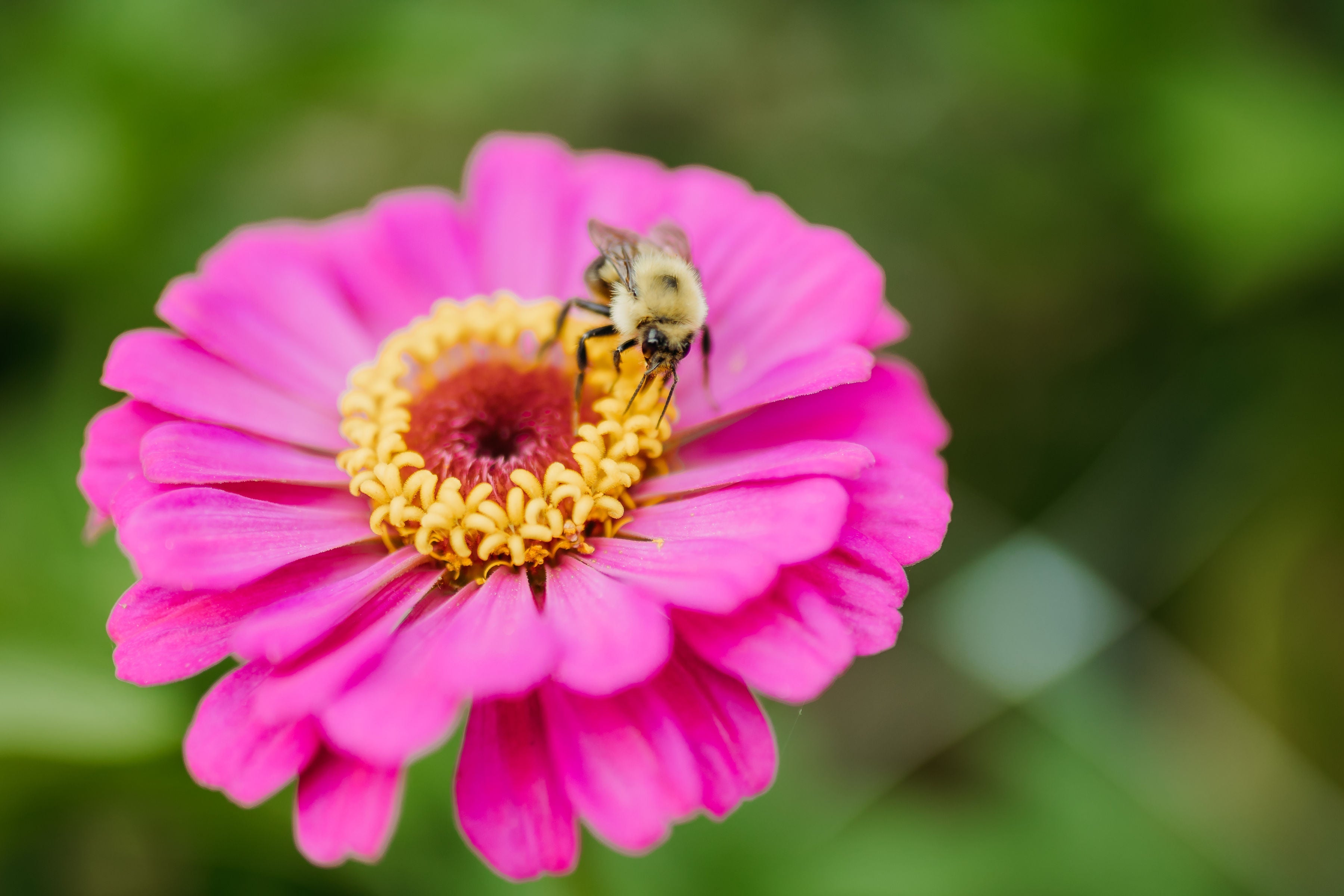 How to Grow a Cut Flower Garden at Home (Beginner Friendly)