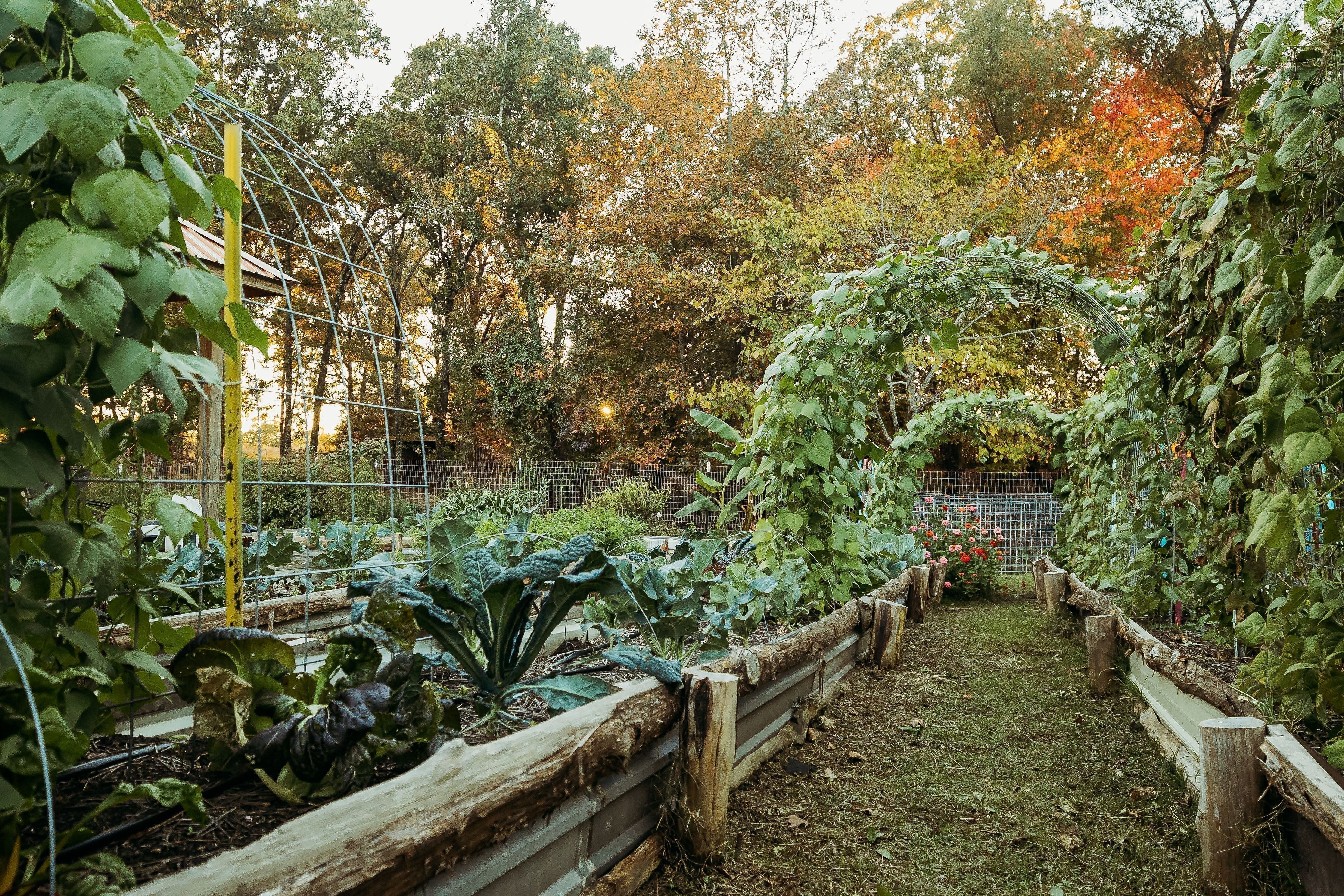 What I’m Starting in March (Zone 8a)