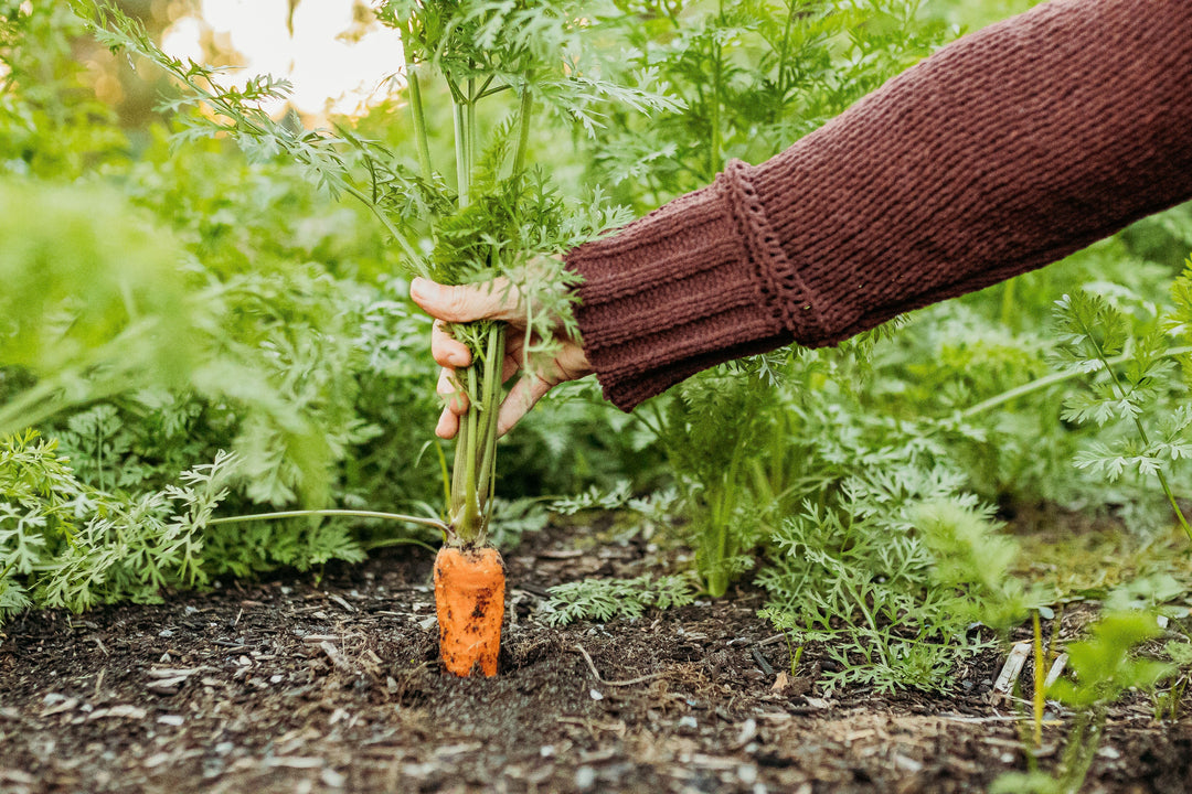 How to Grow, Harvest, Preserve & Cook Carrots (Complete Garden to Table Guide)