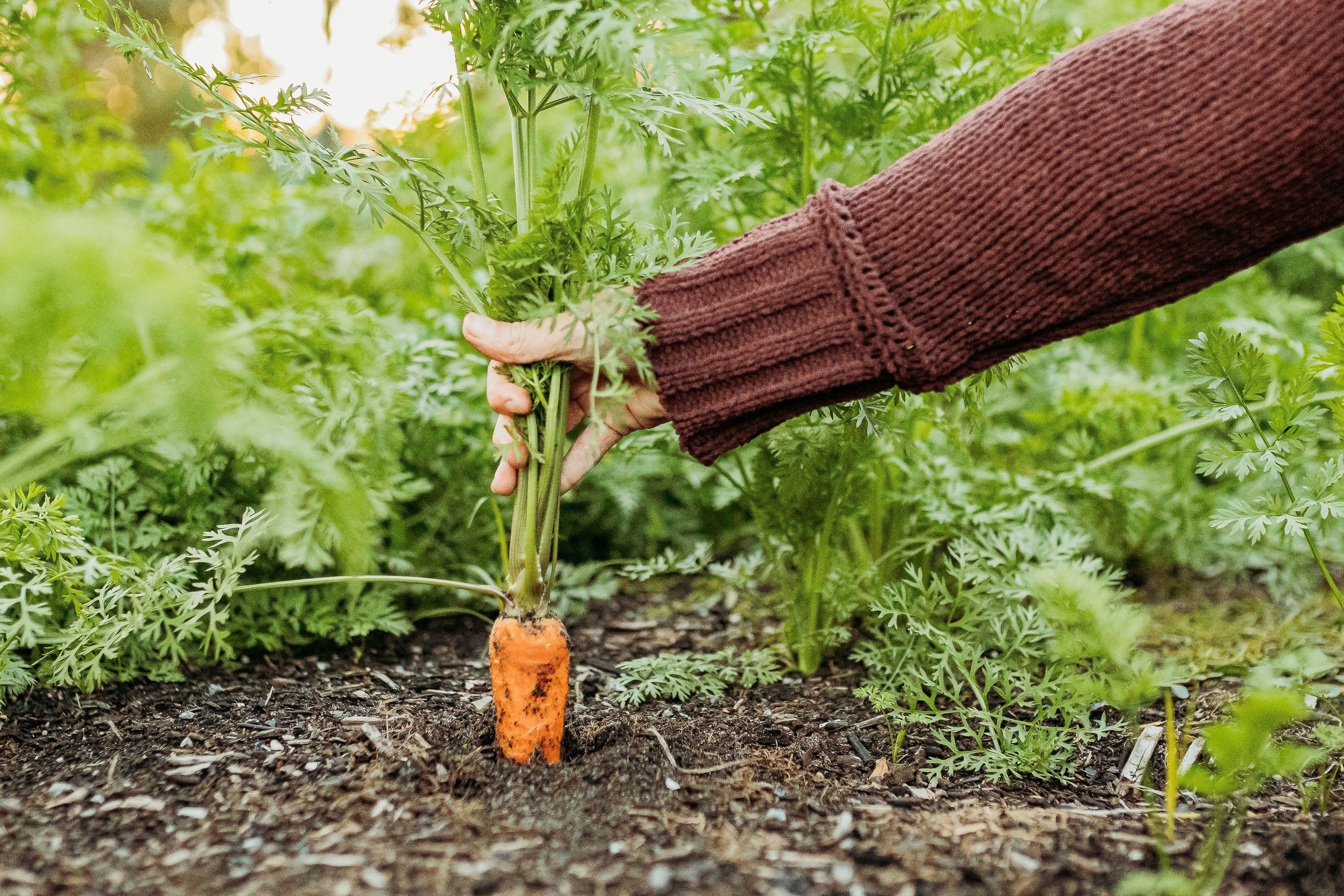 How to Grow, Harvest, Preserve & Cook Carrots (Complete Garden to Table Guide)