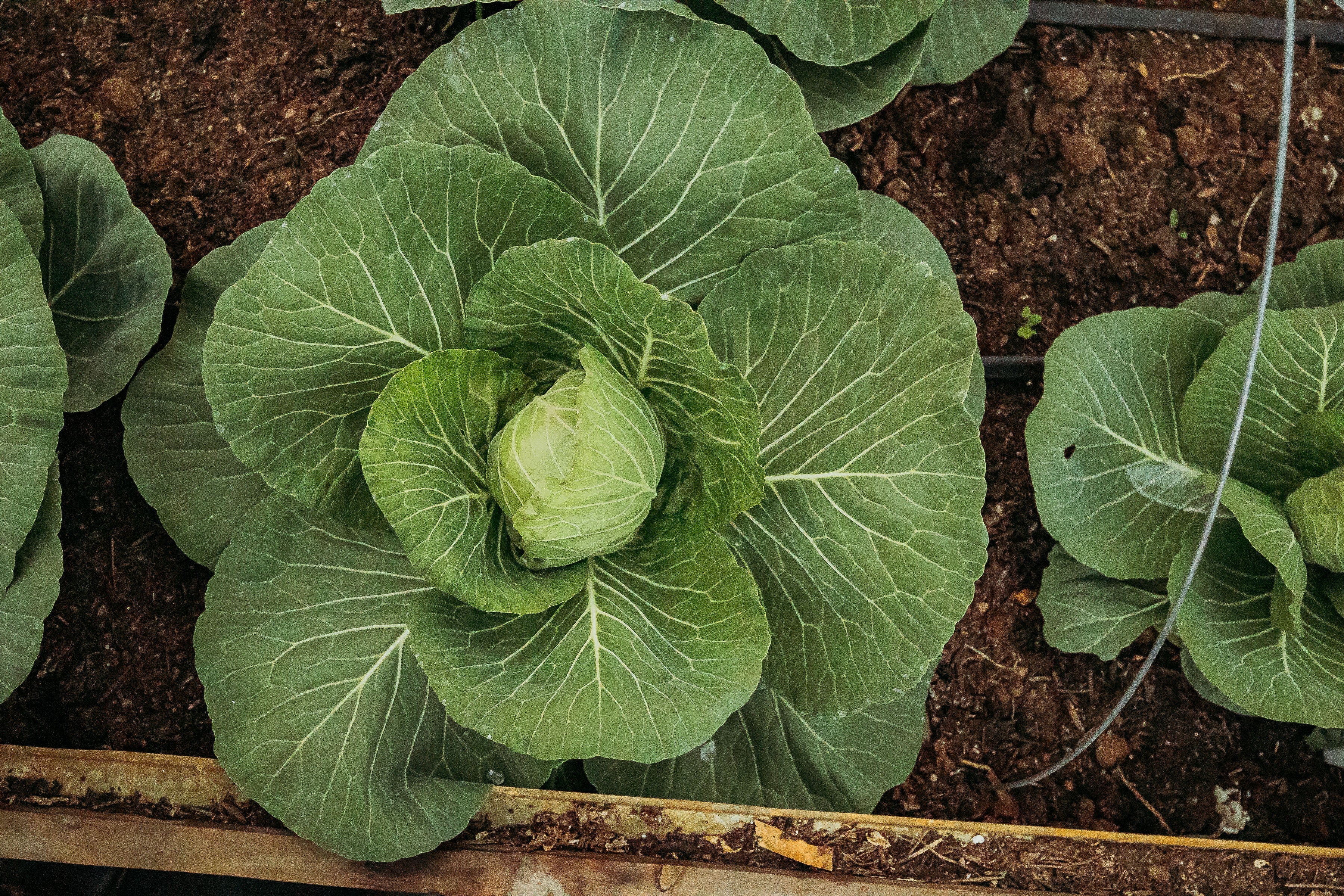 What I’m Planting in February (and Why These Varieties Earn Their Spot)