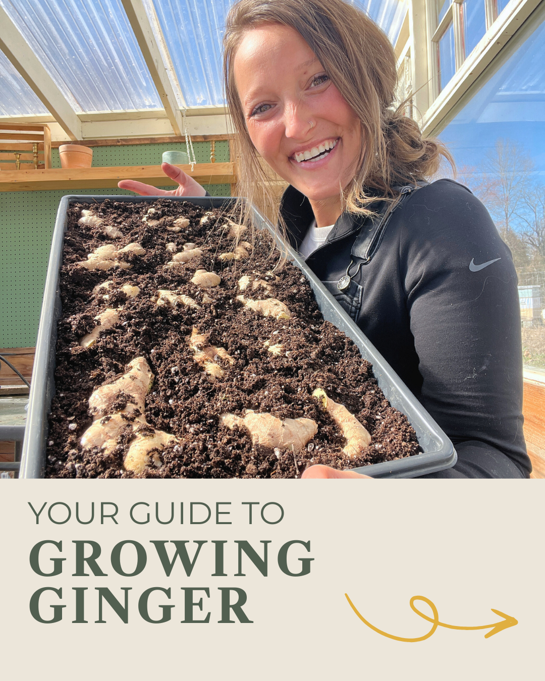 How to Grow Ginger at Home (Even If You Don’t Live in the Tropics)