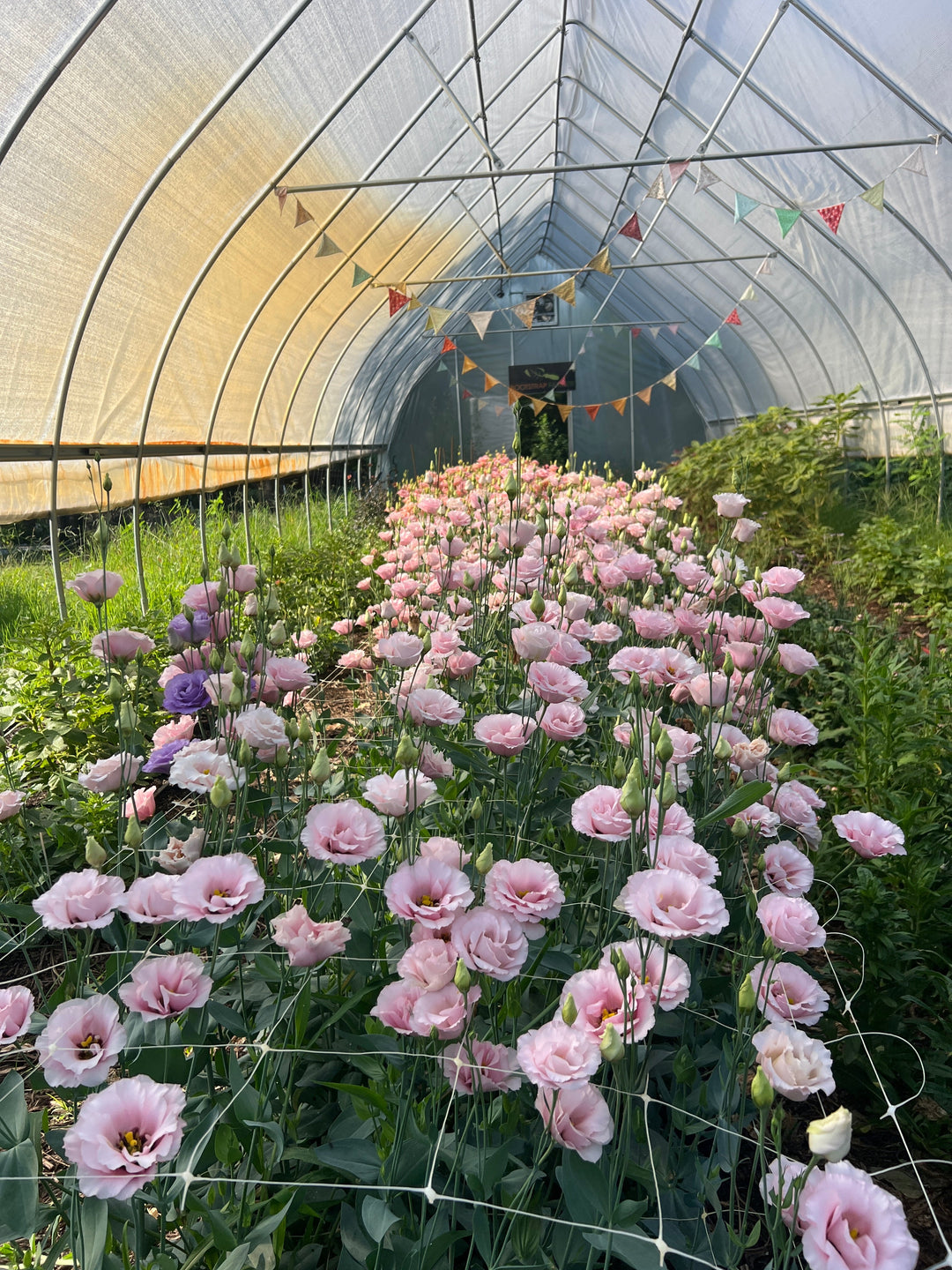 Growing Lisianthus For Beginners