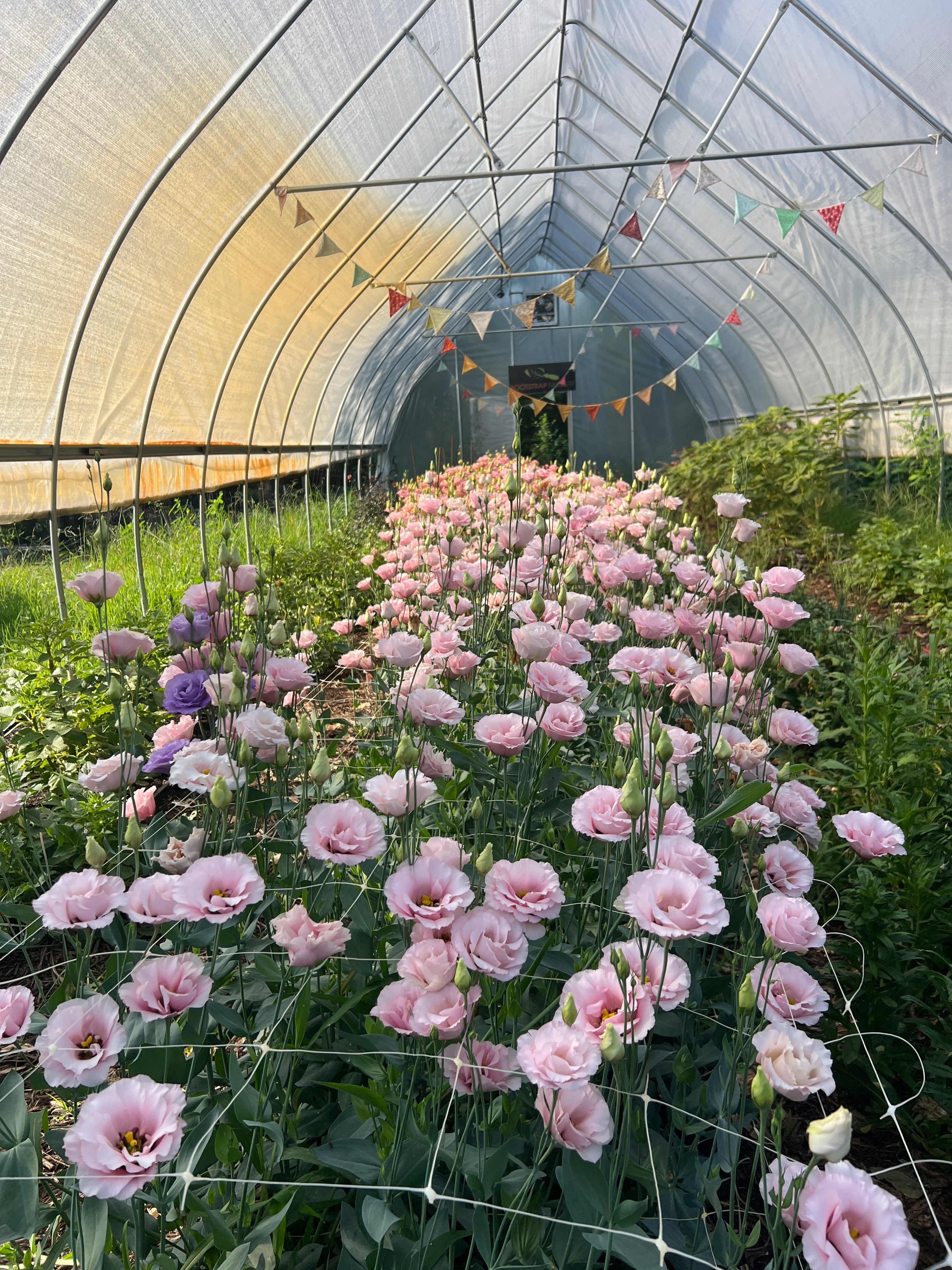 Growing Lisianthus For Beginners