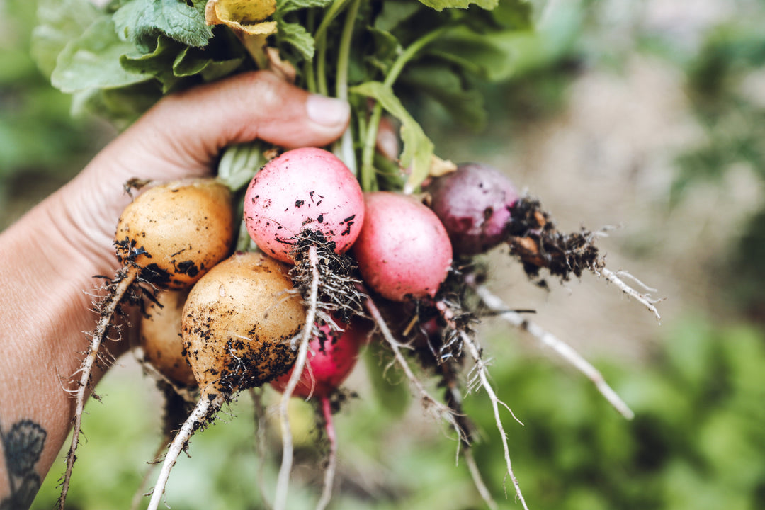 How to Grow, Harvest, Preserve & Cook Radishes (Garden to Table Guide)