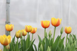 Harvesting and Storing Tulips with Bulbs Intact