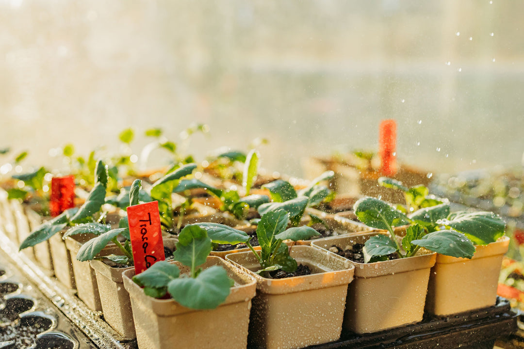 Seed Starting 101: Why We Start Seeds at Home (and Why You Should Too)