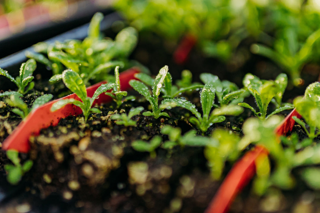 How to Plan a Productive and Self-Sufficient Spring Garden