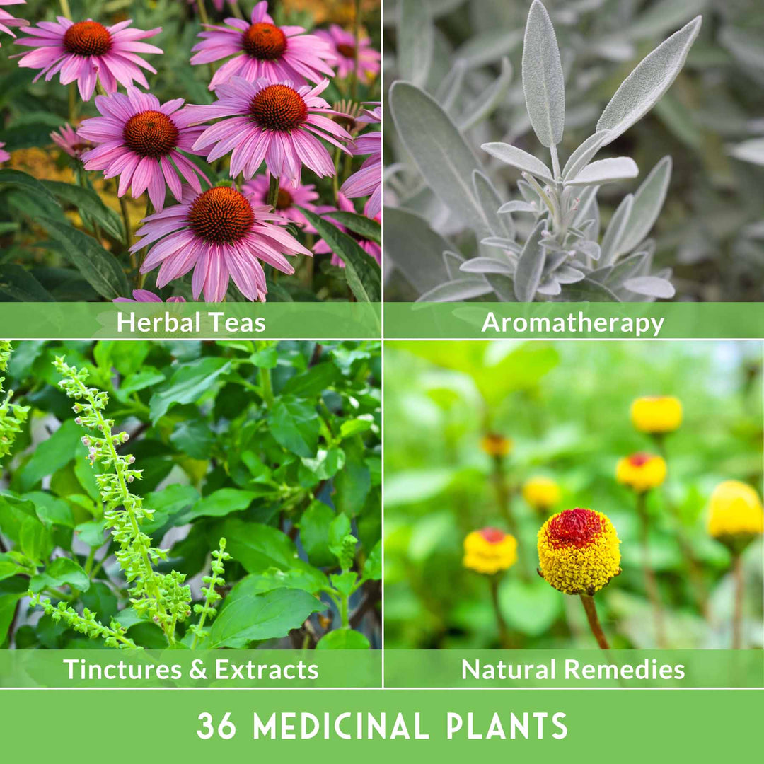 medicinal plant seeds suppliers Medicinal Herb Garden