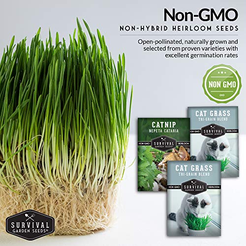 cat plant seeds Cat Grass & Catnip Seed Collection