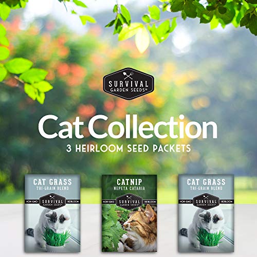 cat plant seeds Cat Grass & Catnip Seed Collection