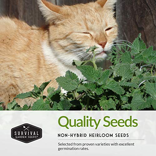 cat plant seeds Cat Grass & Catnip Seed Collection