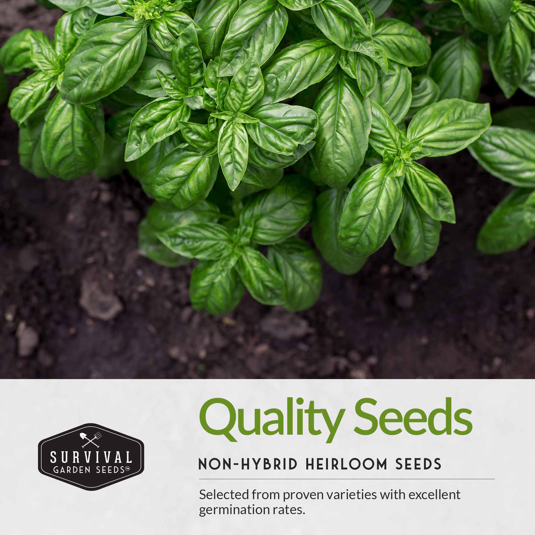 basil seeds plant name Basil Seed Collection