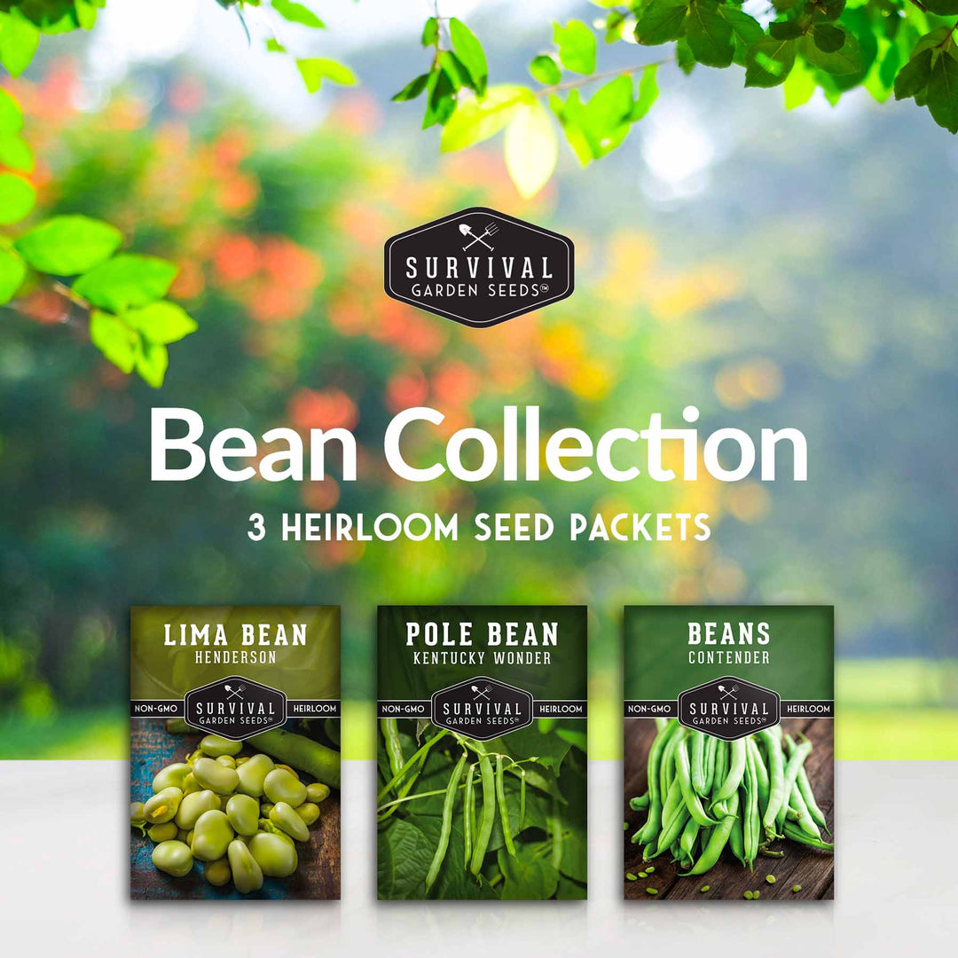 garden bean seed Bean Seed Collection