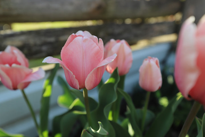 Spring Tulip Subscription