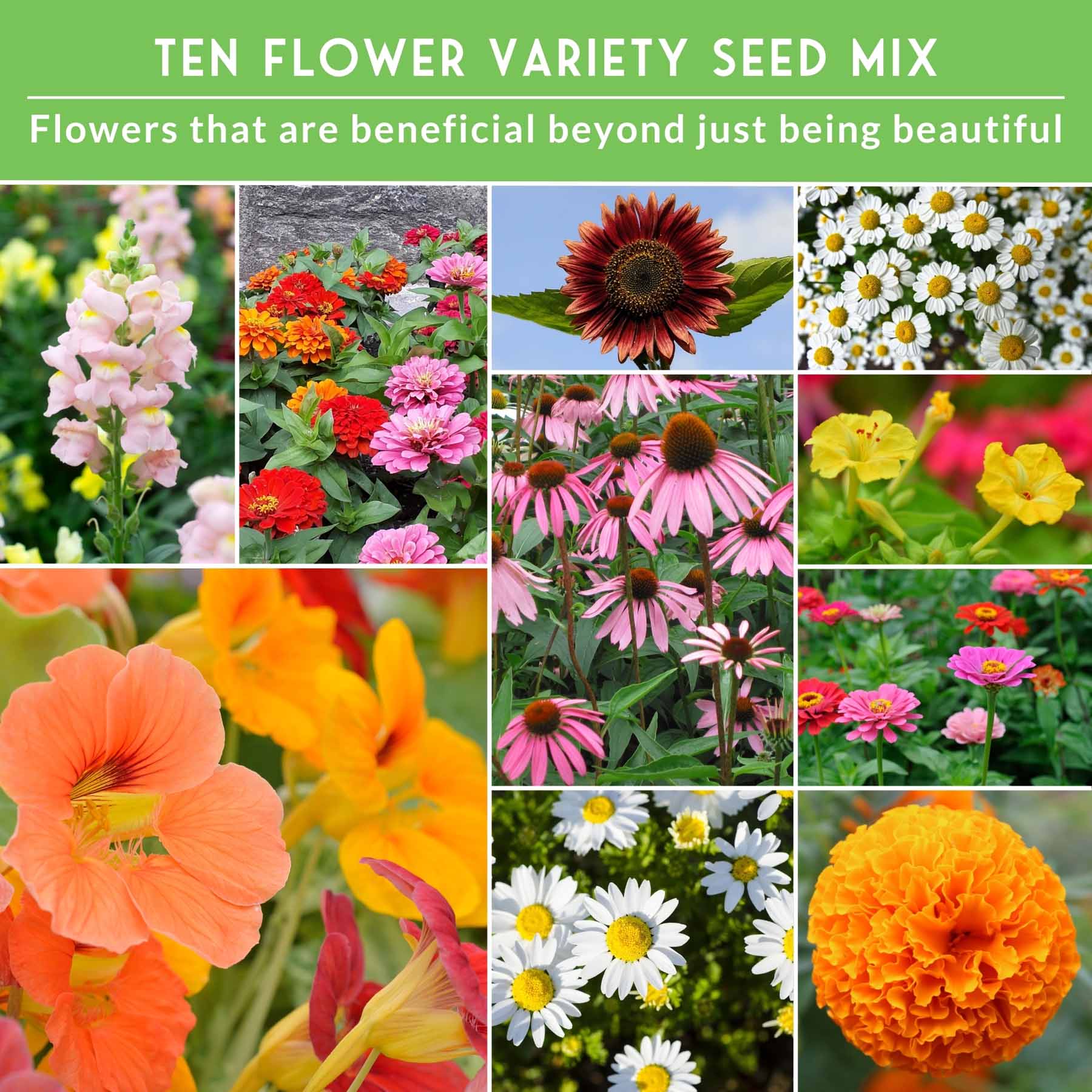 best flower seeds 10 Heirloom Flower Seeds Collection