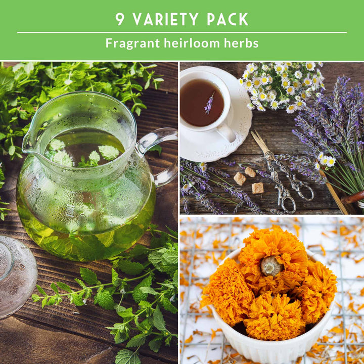 Medicinal Tea Seed Collection - 9 Flowers and Herbs for Medicinal Tea