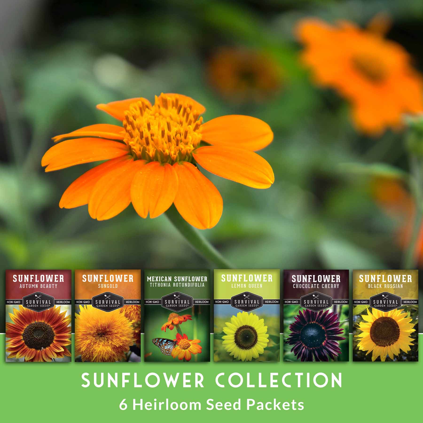 6 Sunflower Collection - A Rainbow of Colorful Sunflowers – The
