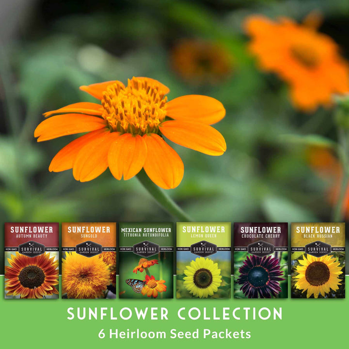 6 Sunflower Collection -  A Rainbow of Colorful Sunflowers
