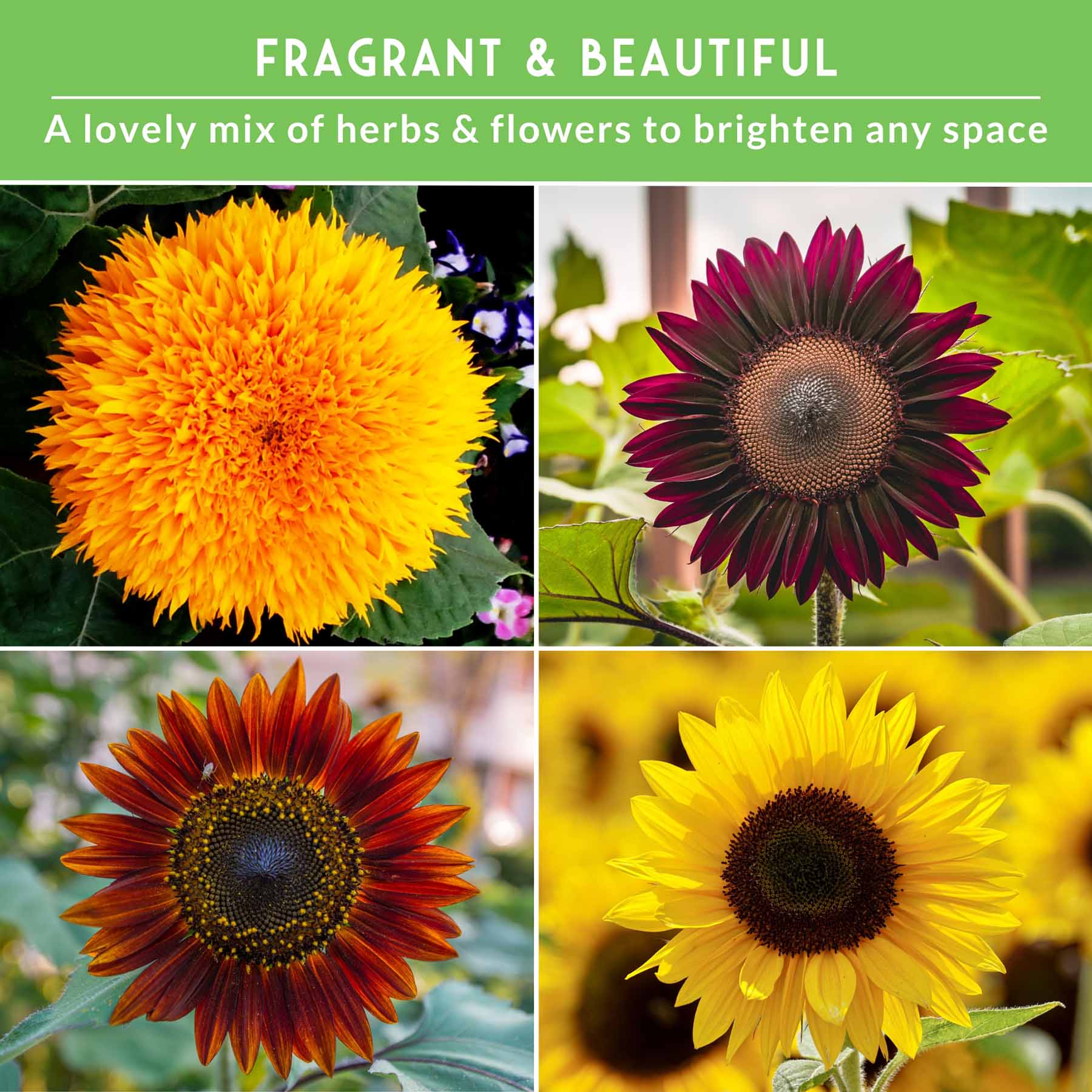 6 Sunflower Collection - A Rainbow of Colorful Sunflowers – The