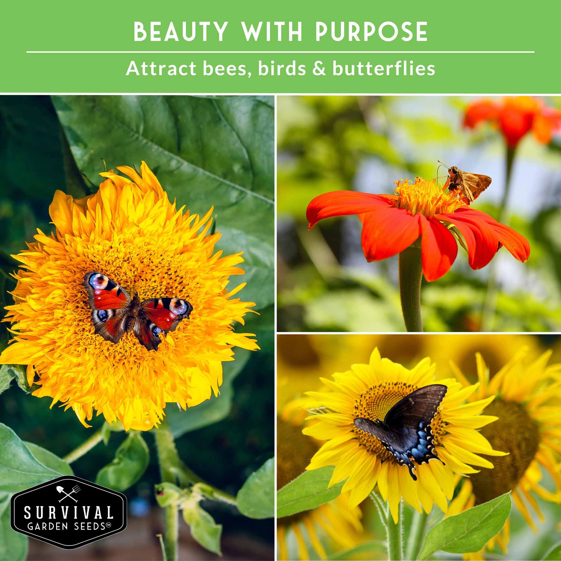 6 Sunflower Collection - A Rainbow of Colorful Sunflowers – The