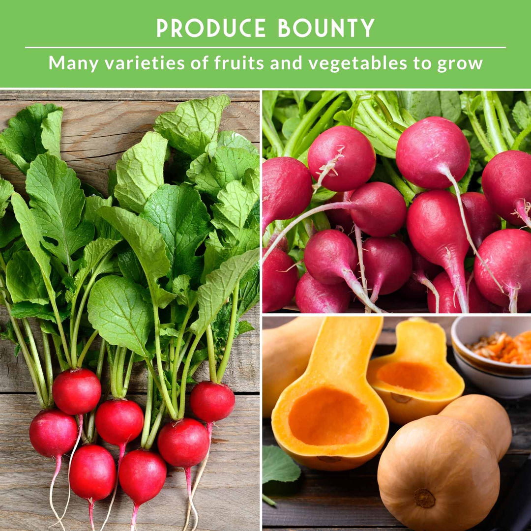 15 Variety Vegetable Garden Seed Collection – Non-GMO Heirloom Survival Seed Vault for Year-Round Growing