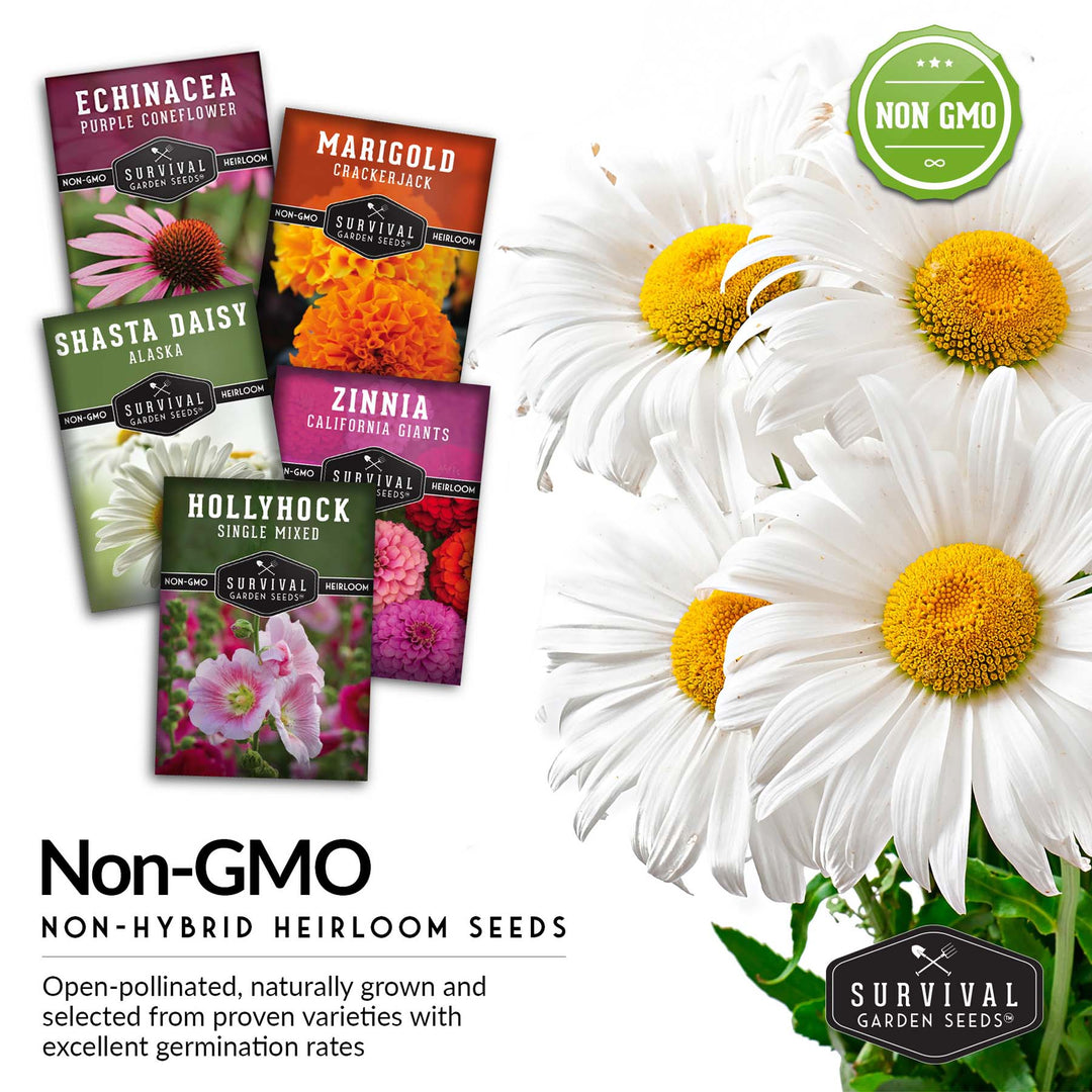 5 Flower Seed Collection - Hollyhock, Shasta Daisy, Coneflower (Echinacea), Marigold, Zinnia