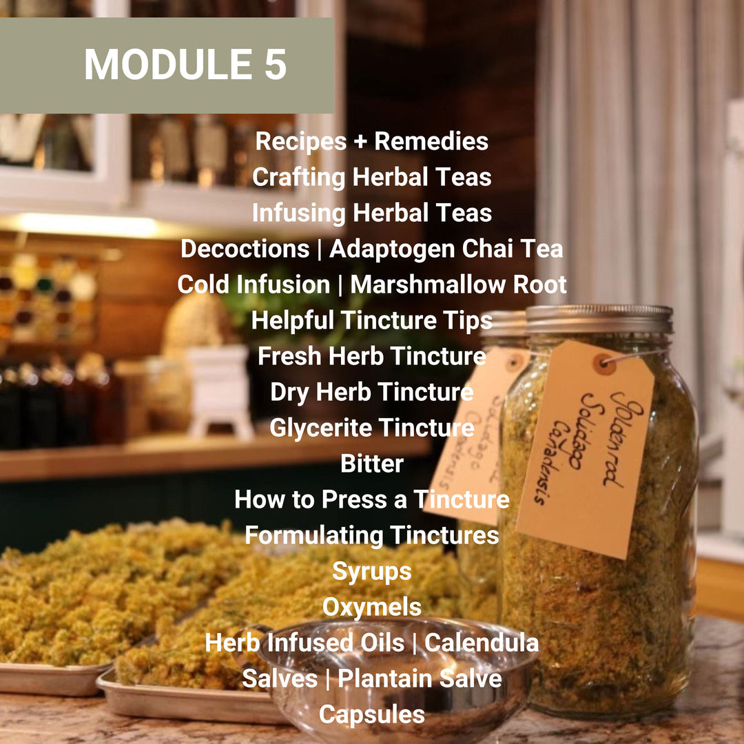 Module 5 recipes and remedies section covering herbal tea preparation, tinctures, decoctions, cold infusions, bitters, syrups, oxymels, infused oils, salves, and capsules.
