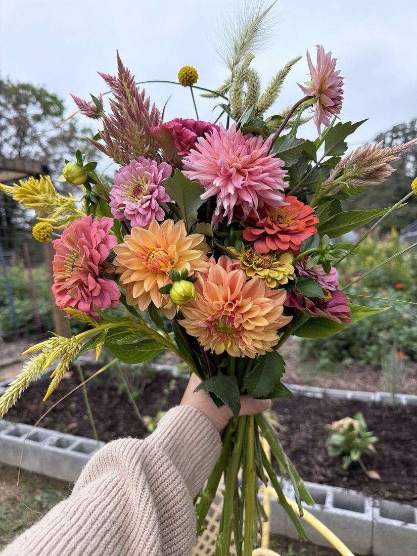 A hand in a cream sweater holding a bouquet of peach dahlias, pink zinnias and celosia in the garden
