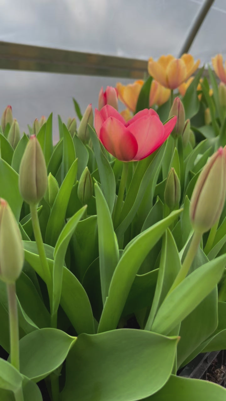 Spring Tulip Subscription