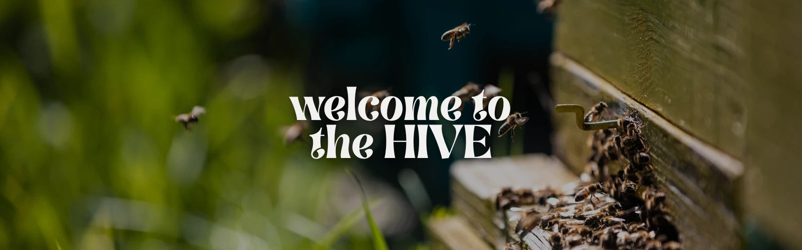 Welcome to the Hive - with a closeup of bees flying