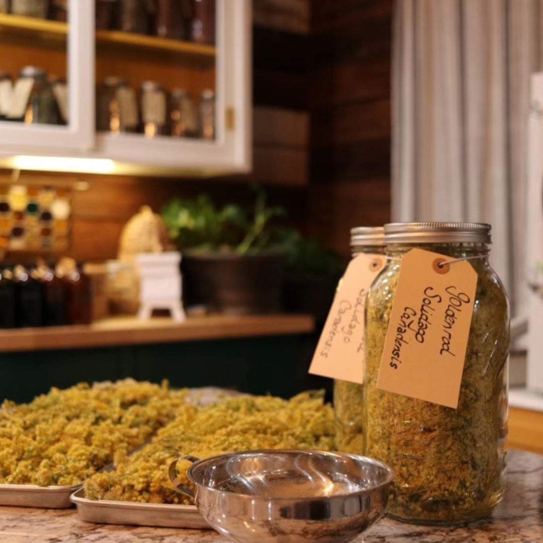 Mason jar labeled "Golden rod Solidago Canadensis" filled with yellow dried herbs, with loose herbs scattered on counter in rustic kitchen setting.