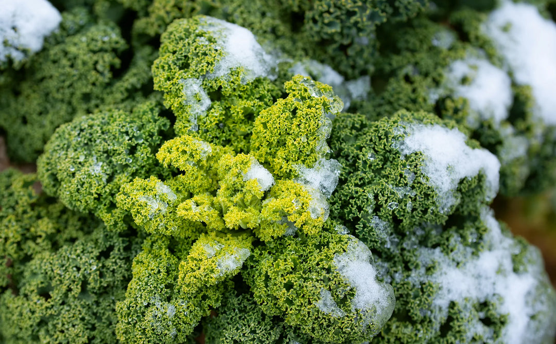 Head of greens with snow on them