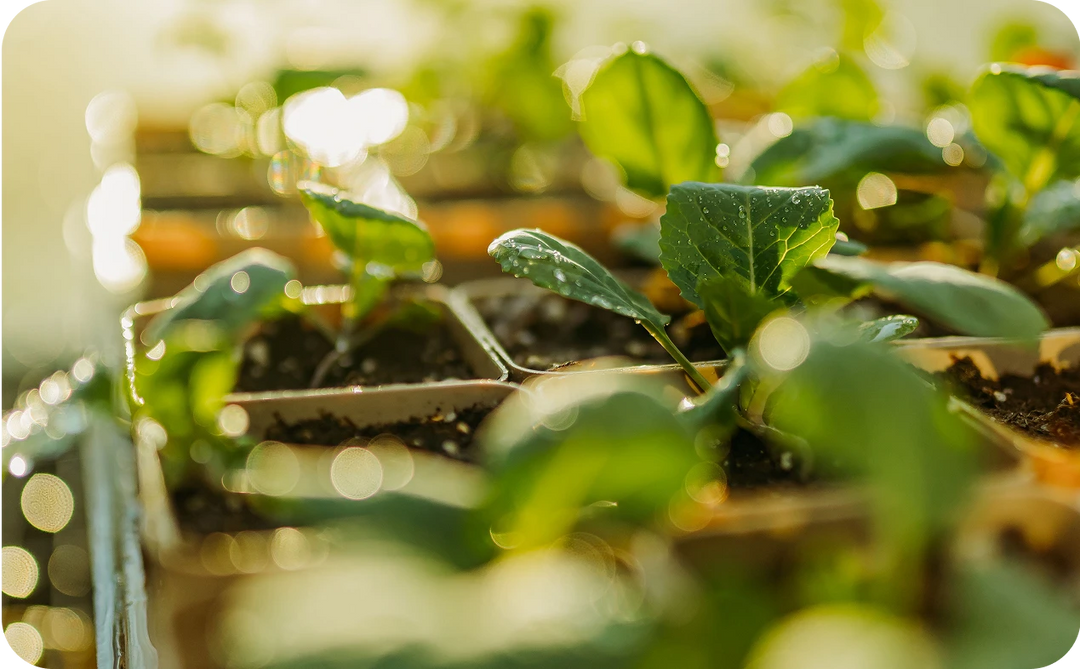 Close-up of seedlings in a small container with a blurred background