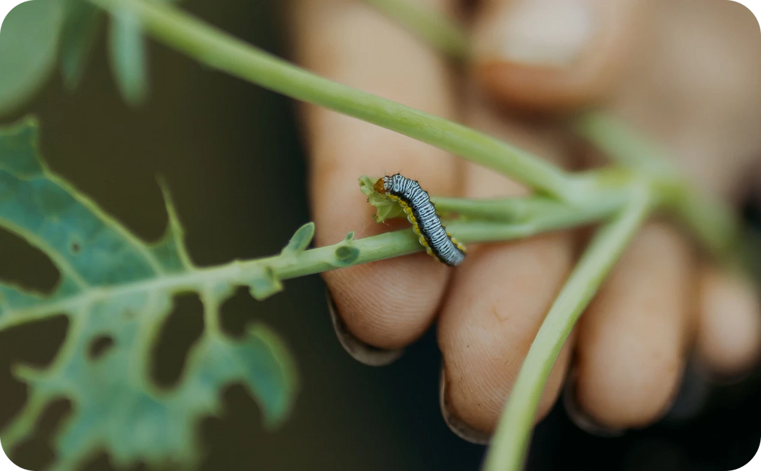 Caterpillar on a leaf with a blurred hand holding the stem