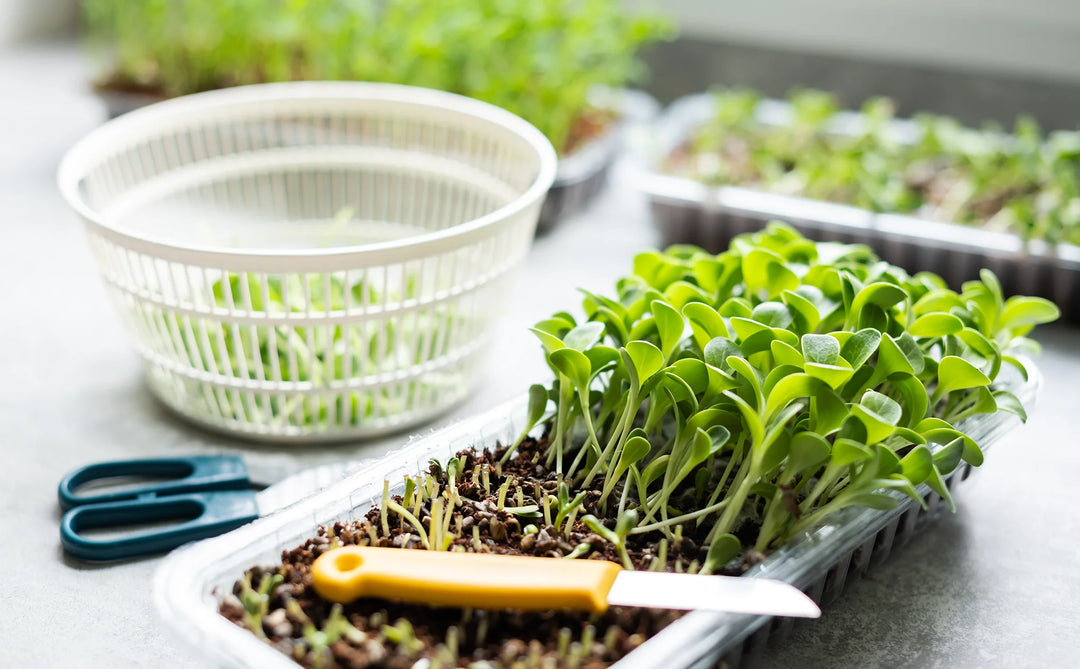 Tray of microgreens partway through harvesting